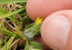 Taraxacum zealandicum