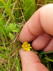 Taraxacum zealandicum