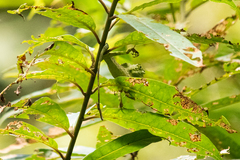 Dendragama boulengeri