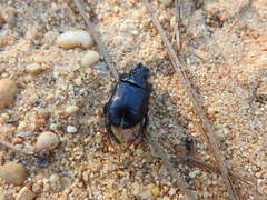 Ceratophyus hoffmannseggi