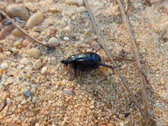 Ceratophyus hoffmannseggi