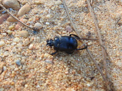 Ceratophyus hoffmannseggi