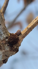 Callirhytis gemmiformis