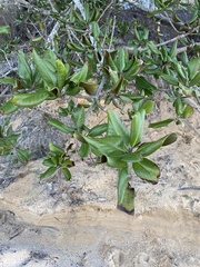 Magnolia grandiflora image