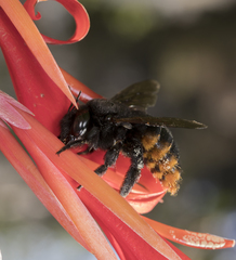 Xylocopa augusti