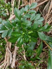 Murraya paniculata