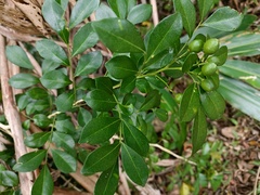 Murraya paniculata