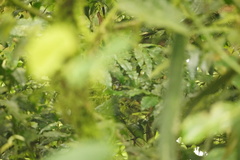 Epinecrophylla fulviventris