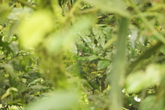 Epinecrophylla fulviventris