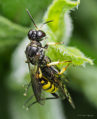 Crossocerus binotatus