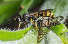 Crossocerus binotatus