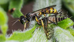 Crossocerus binotatus