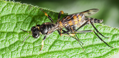 Crossocerus binotatus
