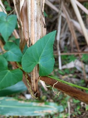 Cissus verticillata