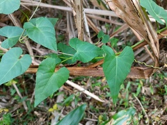 Cissus verticillata
