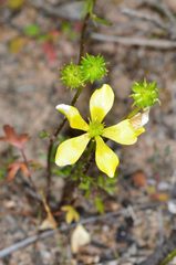 Ranunculus robertsonii