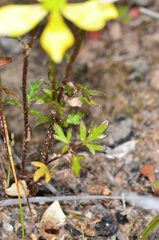 Ranunculus robertsonii