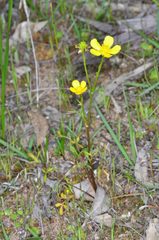 Ranunculus robertsonii