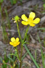 Ranunculus robertsonii