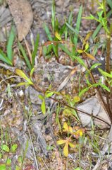 Ranunculus robertsonii