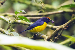 Euphonia anneae