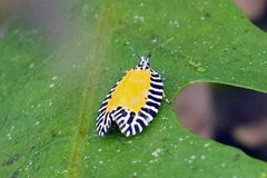 Pseudatteria volcanica