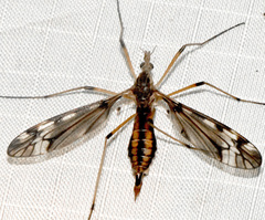 Tipula fuliginosa