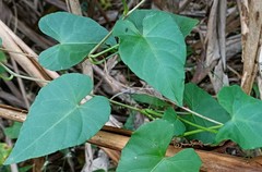 Cissus verticillata