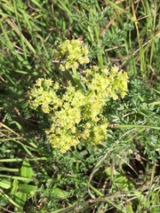 Lomatium dasycarpum dasycarpum