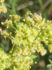 Lomatium dasycarpum dasycarpum