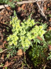 Lomatium dasycarpum dasycarpum