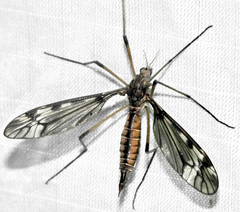 Tipula fuliginosa