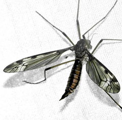 Tipula fuliginosa
