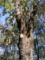 Quercus resinosa