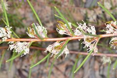 Hakea rugosa
