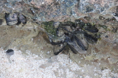 Isognomon californicus