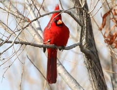 Cardinalis cardinalis superbus