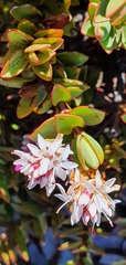 Veronica decumbens
