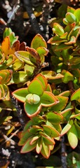 Veronica decumbens