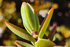 Veronica decumbens