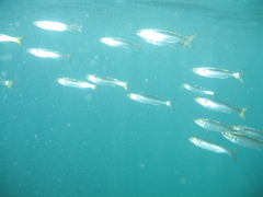 Aldrichetta forsteri