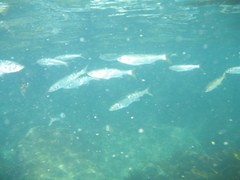 Aldrichetta forsteri