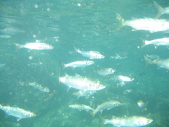 Aldrichetta forsteri