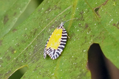 Pseudatteria volcanica