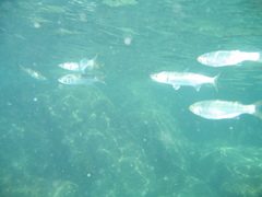 Aldrichetta forsteri