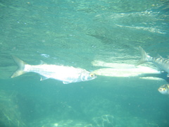 Aldrichetta forsteri