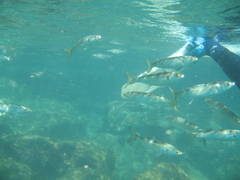 Aldrichetta forsteri