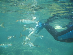 Aldrichetta forsteri