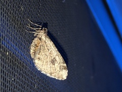 Stamnodes albiapicata