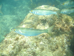 Aldrichetta forsteri